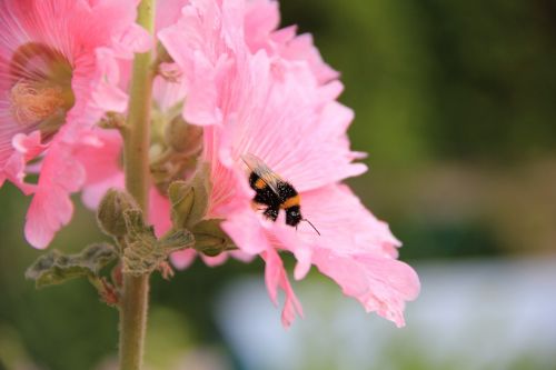 bumblebee hollyhock flower close