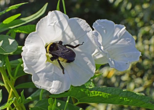 bumblebee in morning glory insect pollinator