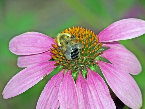 Bumblebee On Coneflower