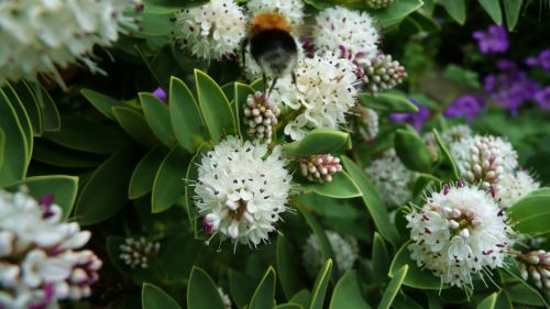 Bumblebee On White Flowers