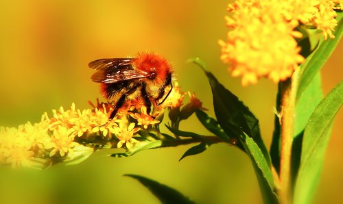 bumblebee ore  pszczołowate  flower