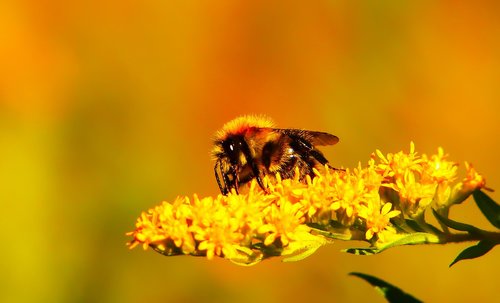bumblebee ore  pszczołowate  flower