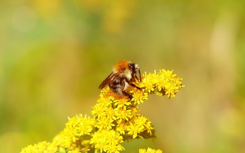 bumblebee ore  pszczołowate  apiformes