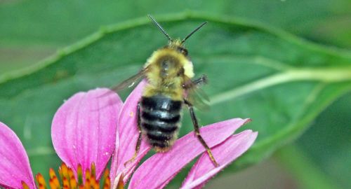 Bumblebee Taking Flight