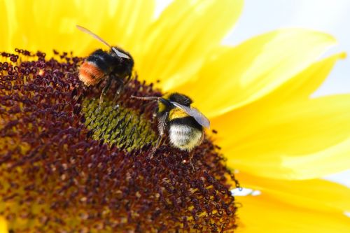 bumblebees sun flower pollen