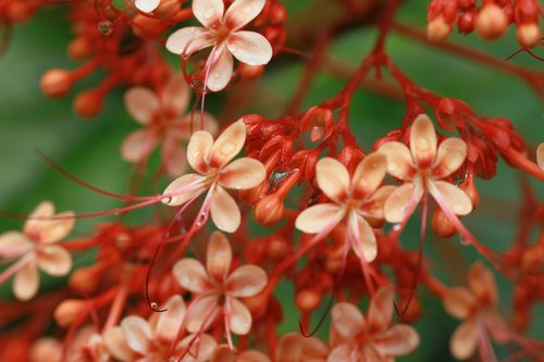 bunch  flowers  red