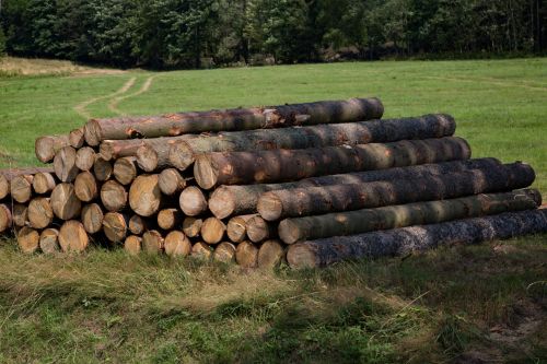 Bunch Of Felled Trees