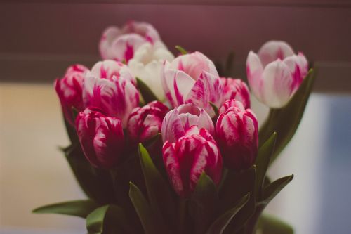 bunch of flowers flora flowers