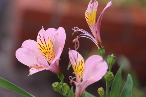 bunch of flowers nature petals