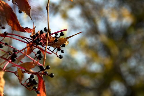 bunch of grapes autumn golden leaves