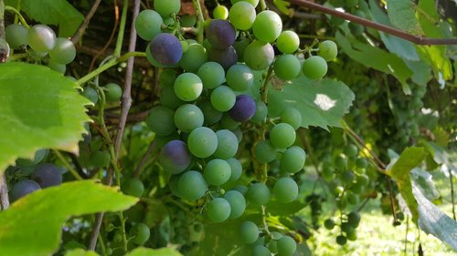 bunch of grapes  nature  plant
