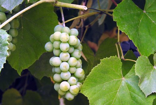 bunch of grapes  fruit  summer