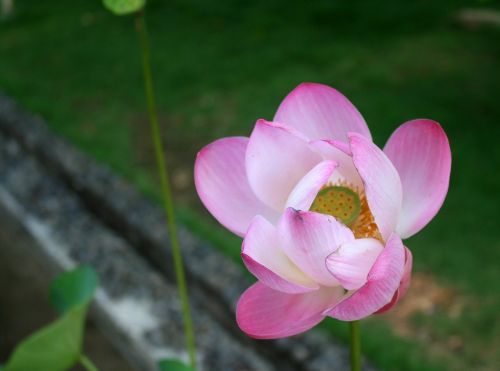 bunga teratai lotus