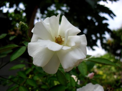 bunga mawar indonesia