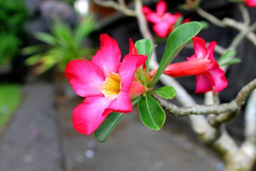 bunga merah muda indonesia