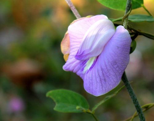 bunga kacang-kacangan jawa timur indonesia