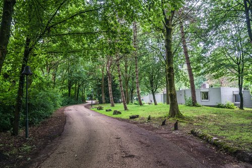 bungalows  trees  tree