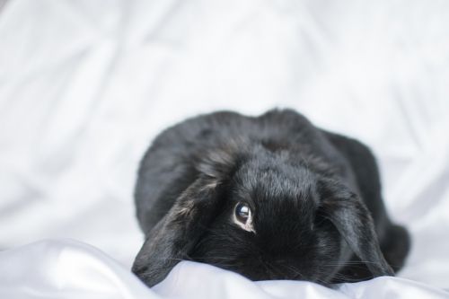bunny rabbit törpenyúl
