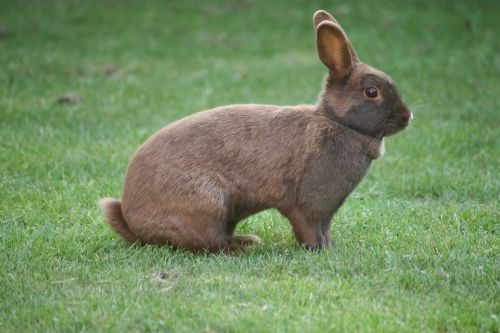 bunny rabbit pet