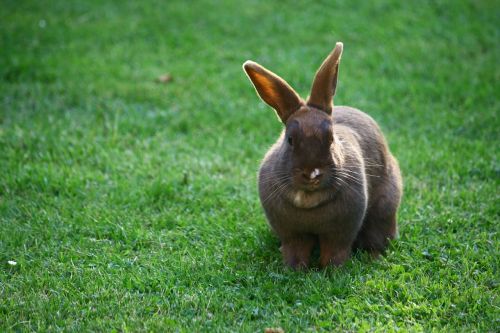 bunny rabbit pet