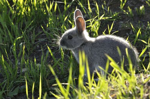 bunny animal nature
