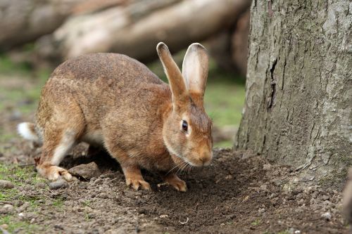 bunny rabbit pet