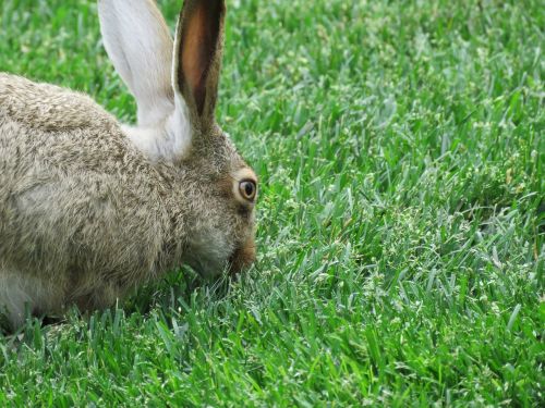 bunny rabbit hare