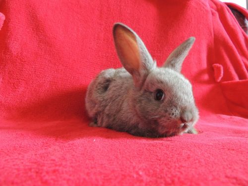 bunny home gray