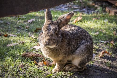bunny rabbit pet