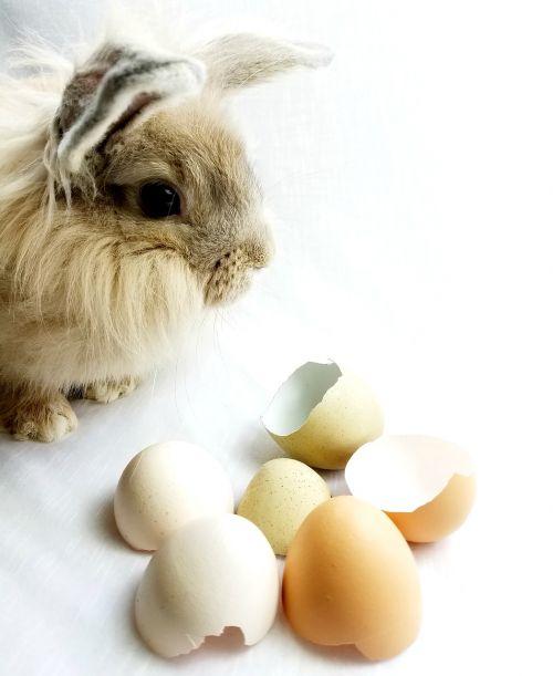 bunny rabbit easter