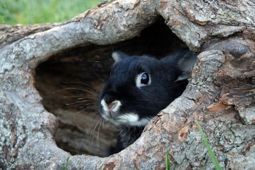 bunny rabbit black otter bunny