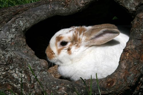 bunny rabbit log