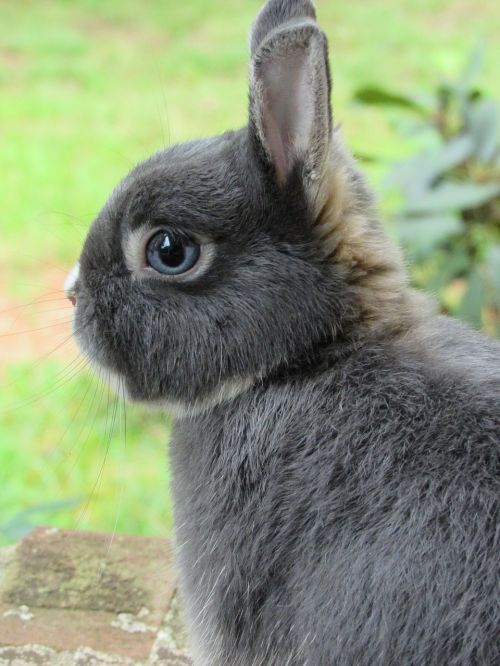 bunny rabbit netherland