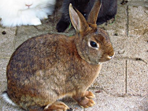 bunny rabbit animal