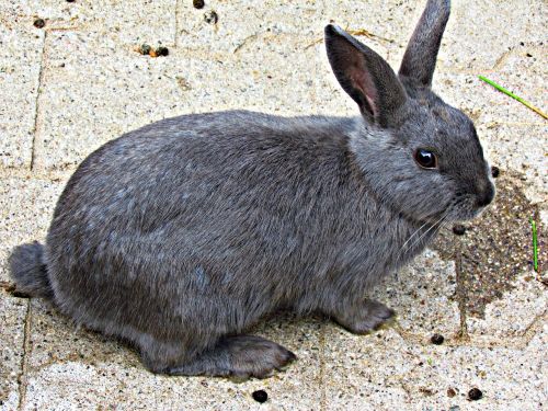 bunny rabbit animal