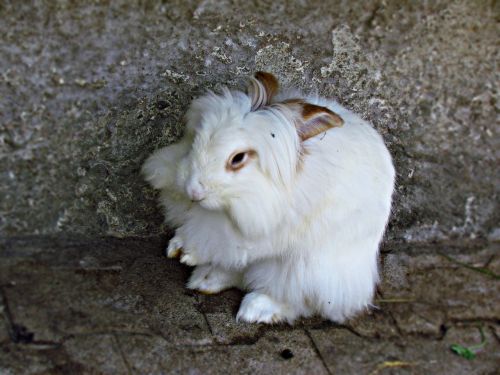 bunny rabbit angora