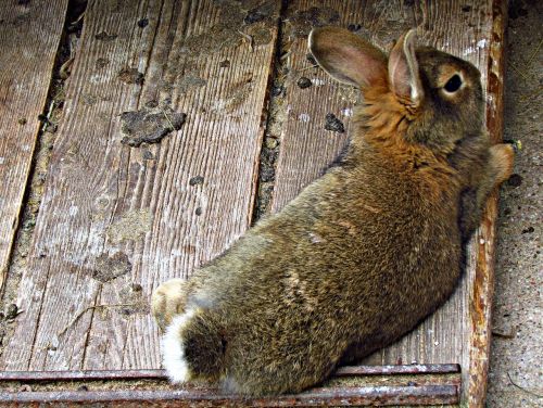 bunny rabbit fur