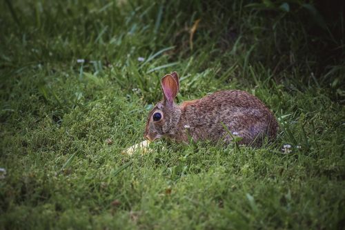 bunny rabbit mammal