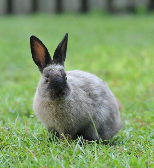 bunny rabbit easter