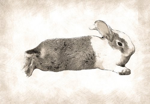bunny  rabbit  mammal