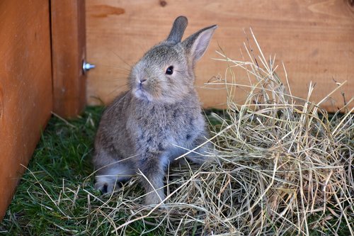 bunny  pet  rabbit