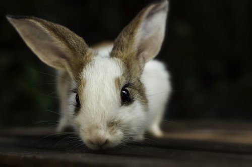 bunny  rabbit  pet