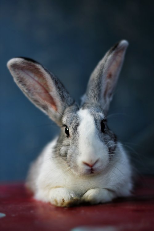 bunny  rabbit  animal