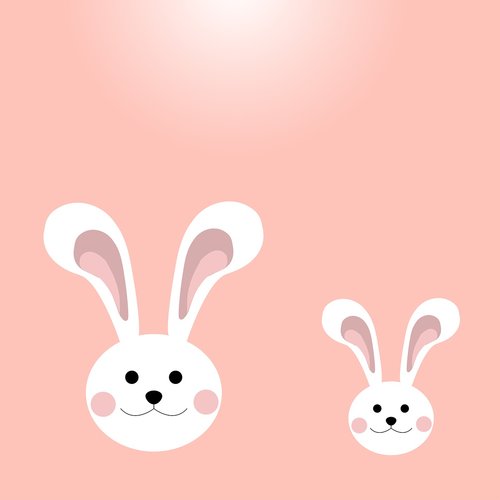 bunny  rabbit  cute