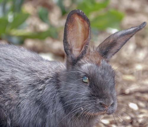 bunny  animal  rabbit