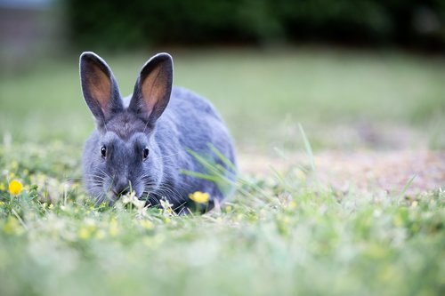 bunny  rabbit  grass