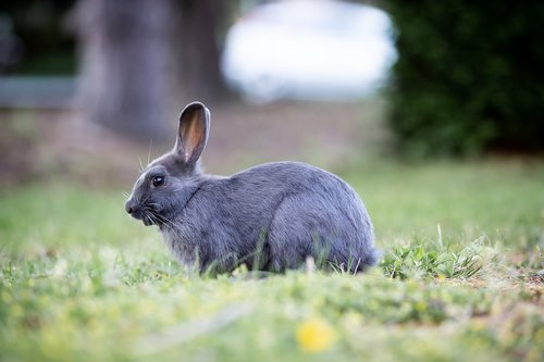 bunny  rabbit  grass