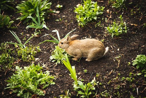 bunny  flowers  spring