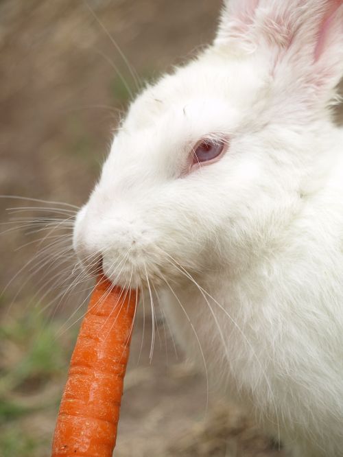 bunny carrot eat