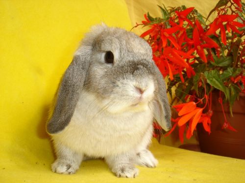 bunny animal my favorite